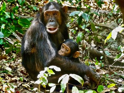 Gombe-nationalpark-schimpansen