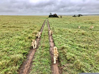 Ngorongoro-krater-loewen