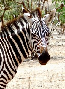 Zebra